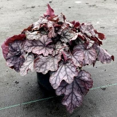 Heucherella 'Cracked Ice' ~ Cracked Ice Coral Bells, Alumroot-ServeScape