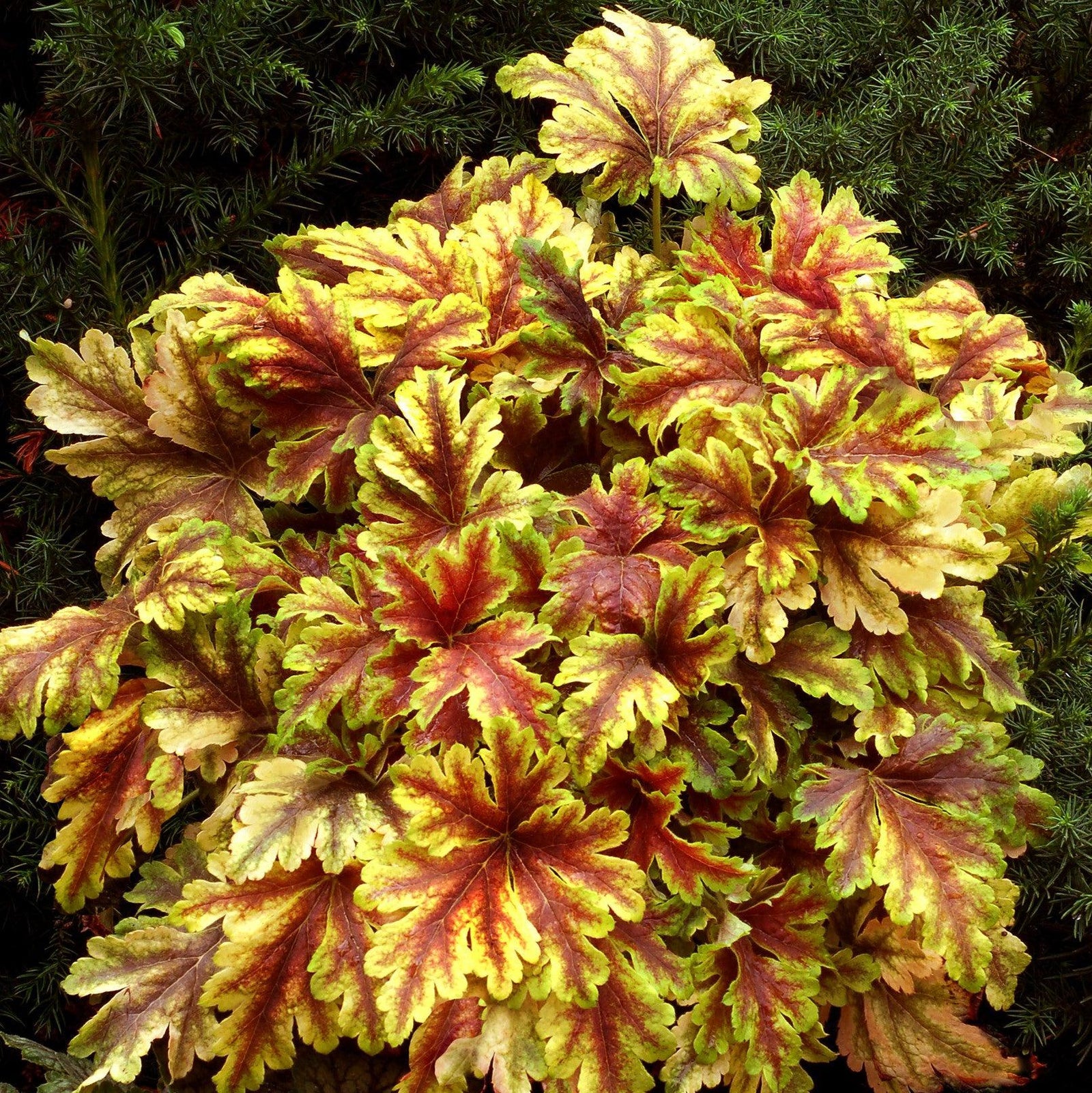 Heucherella 'Gold Zebra' ~ Gold Zebra Foamy Bells-ServeScape