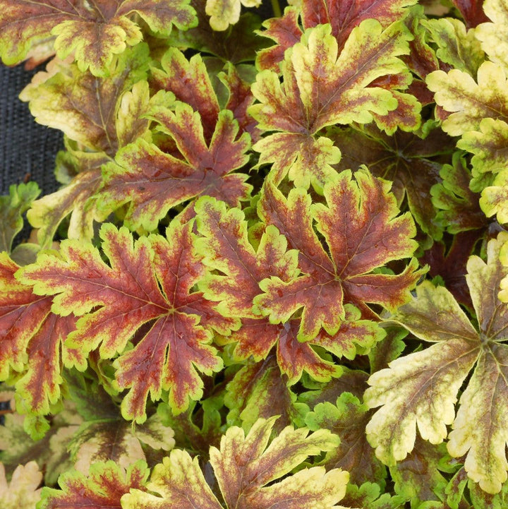 Heucherella 'Gold Zebra' ~ Gold Zebra Foamy Bells-ServeScape