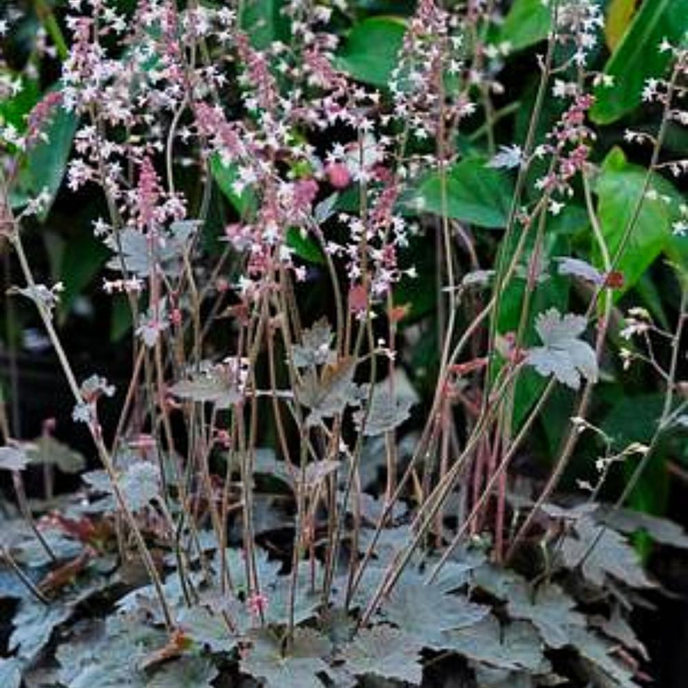 Heucherella 'Great Smokies' PPAF ~ Great Smokeies Coral Bells, Alumroot - Delivered By ServeScape