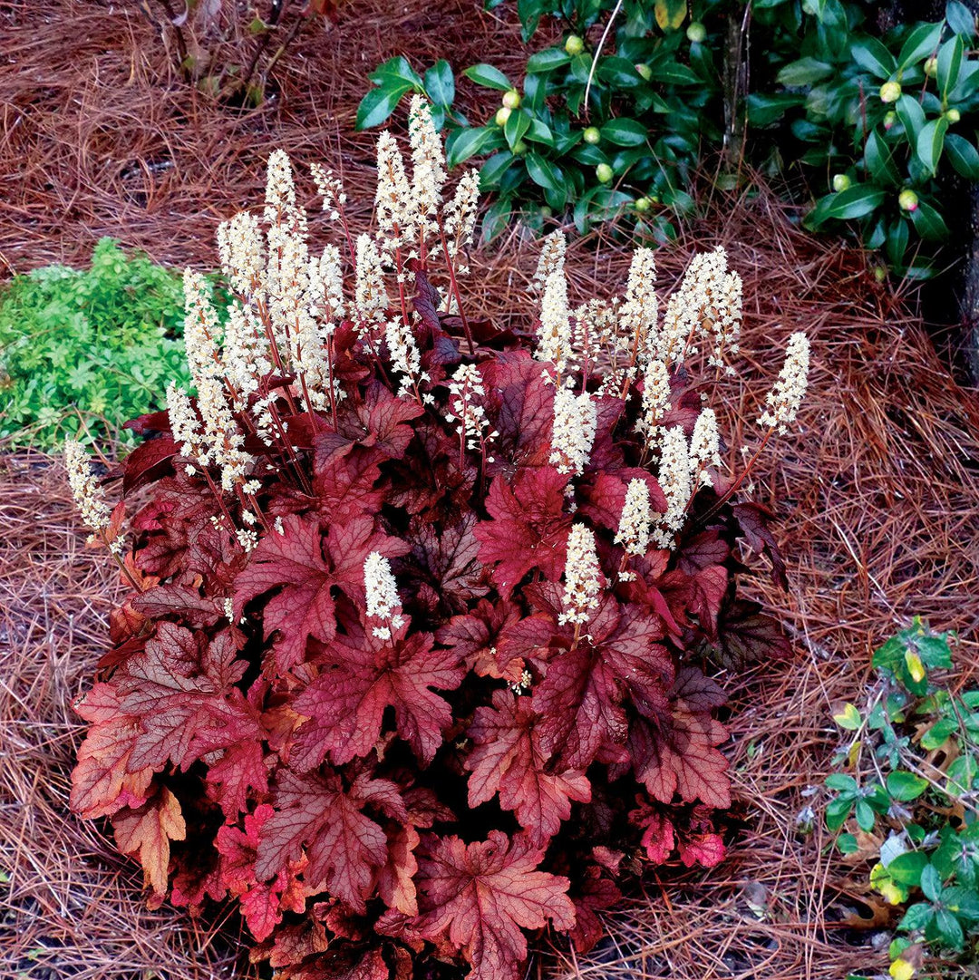 Heucherella ‘Peach Tea’ ~ Peach Tea Foamy Bells-ServeScape