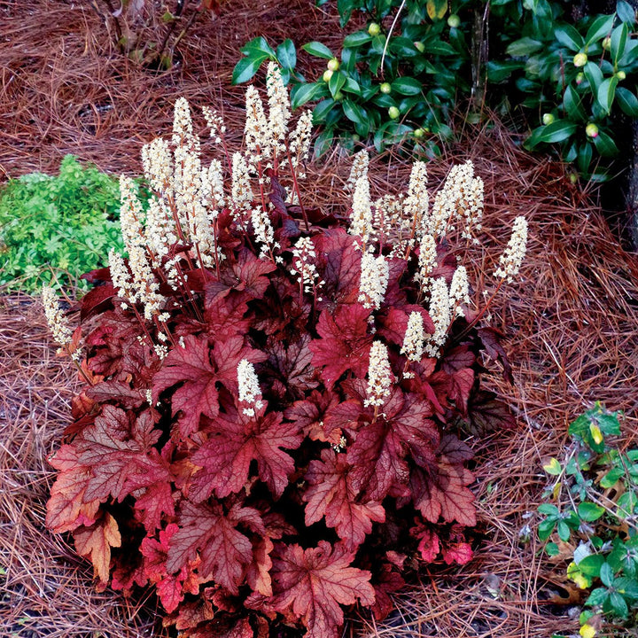Heucherella ‘Peach Tea’ ~ Peach Tea Foamy Bells-ServeScape