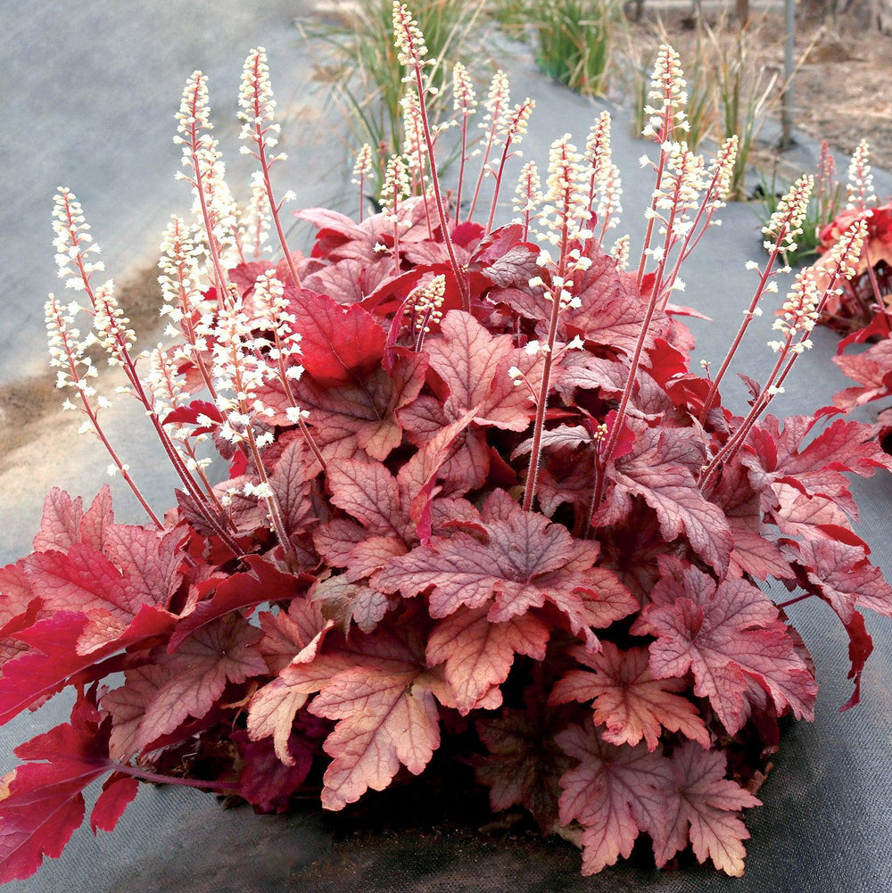Heucherella ‘Peach Tea’ ~ Peach Tea Foamy Bells-ServeScape