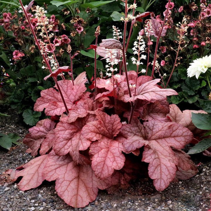 Heucherella ‘Peach Tea’ ~ Peach Tea Foamy Bells-ServeScape