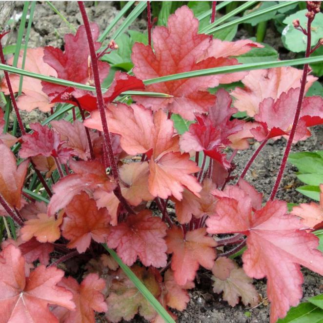 Heucherella 'Redstone Falls' ~ Falls™ Redstone Falls Foamy Bells-ServeScape