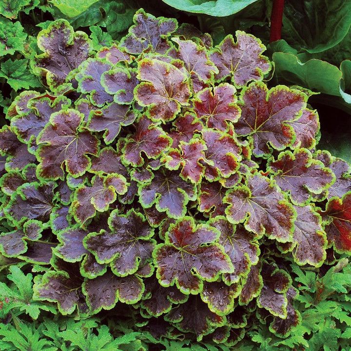 Heucherella 'Solar Eclipse' ~ Solar Eclipse Foamy Bells-ServeScape
