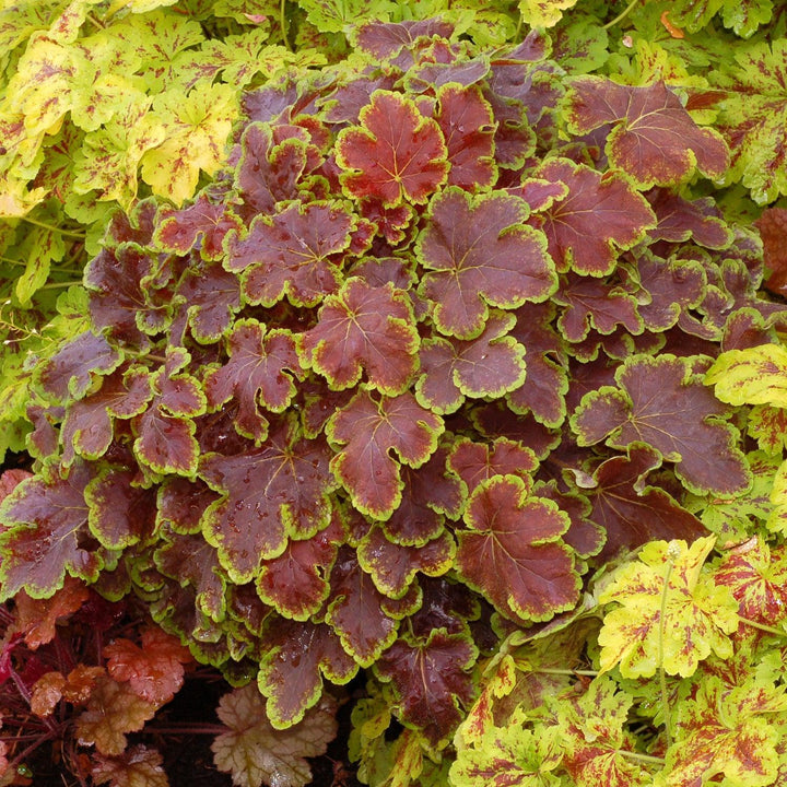 Heucherella 'Solar Eclipse' ~ Solar Eclipse Foamy Bells-ServeScape