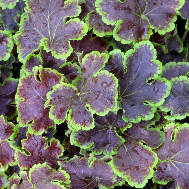 Heucherella 'Solar Eclipse' ~ Solar Eclipse Foamy Bells-ServeScape