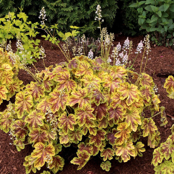 Heucherella 'Solar Eclipse' ~ Solar Eclipse Foamy Bells-ServeScape
