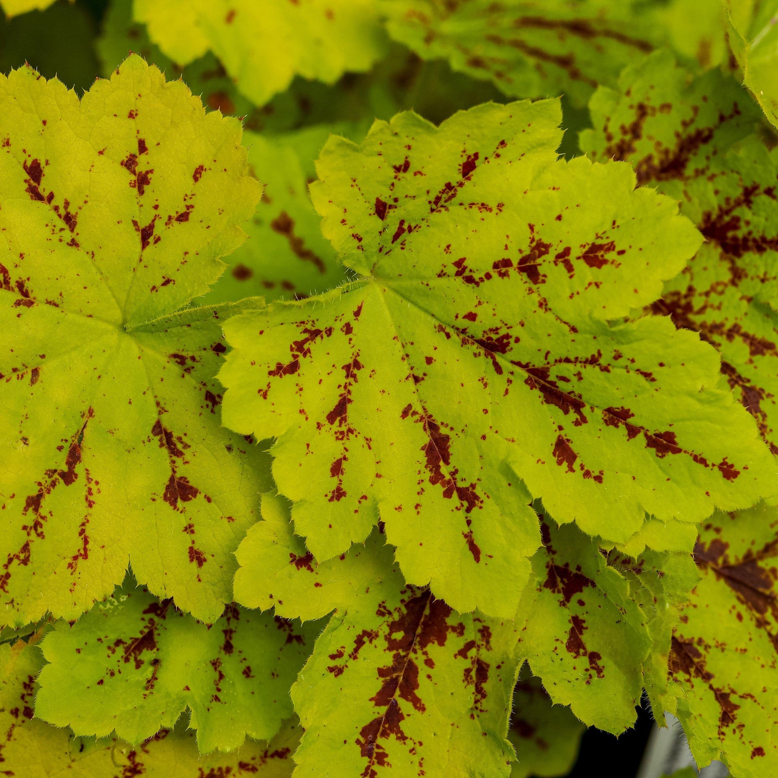 Heucherella 'Solar Power' ~ Solar Power Foamy Bells - Delivered By ServeScape