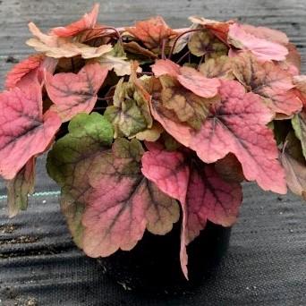 Heucherella 'Stoplight' ~ Stoplight Foamy Bells-ServeScape