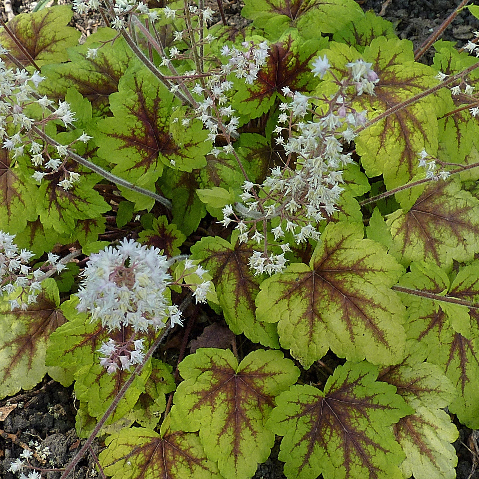 Heucherella 'Stoplight' ~ Stoplight Foamy Bells - Delivered By ServeScape