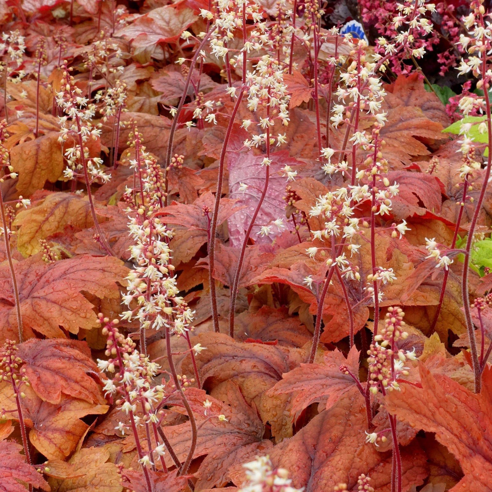 Heucherella 'Sweet Tea' ~ Sweet Tea Foamy Bells - Delivered By ServeScape