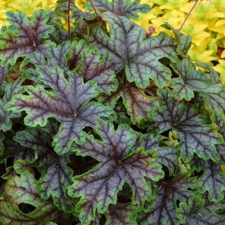 x Heucherella ‘Tapestry’ ~ Tapestry Foamy Bells-ServeScape