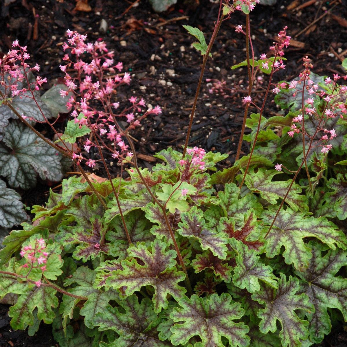 x Heucherella ‘Tapestry’ ~ Tapestry Foamy Bells-ServeScape