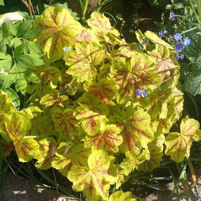 Heucherella 'Yellowstone Falls' ~ Falls™ Yellowstone Falls Foamy Bells - Delivered By ServeScape