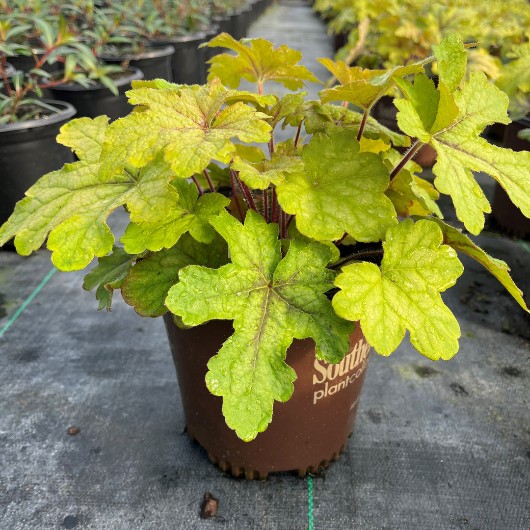 X Heucherella 'Alabama Sunrise' ~ Alabama Sunrise Foamy Bells-ServeScape