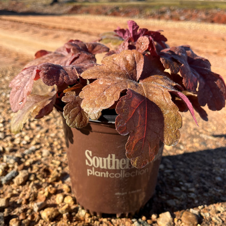 Heucherella 'Buttered Rum' ~ Buttered Rum Foamy Bells-ServeScape
