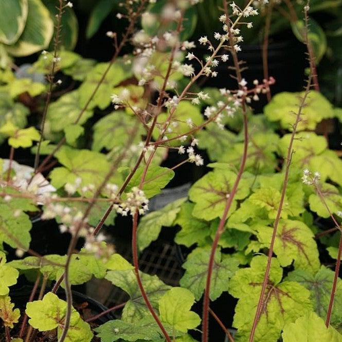 Heucherella 'Stoplight' ~ Stoplight Foamy Bells-ServeScape