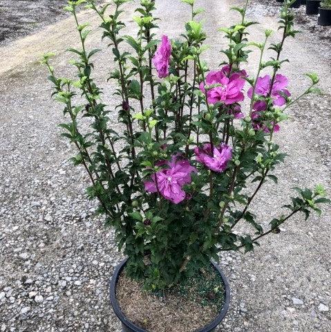 Hibiscus syriacus 'DS03RS' ~ Raspberry Smoothie™ Rose of Sharon-ServeScape