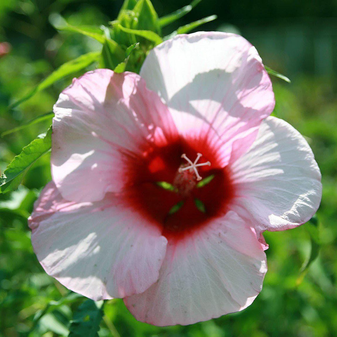 Hibiscus 'Lady Baltimore' ~ Lady Baltimore Hibiscus - Delivered By ServeScape