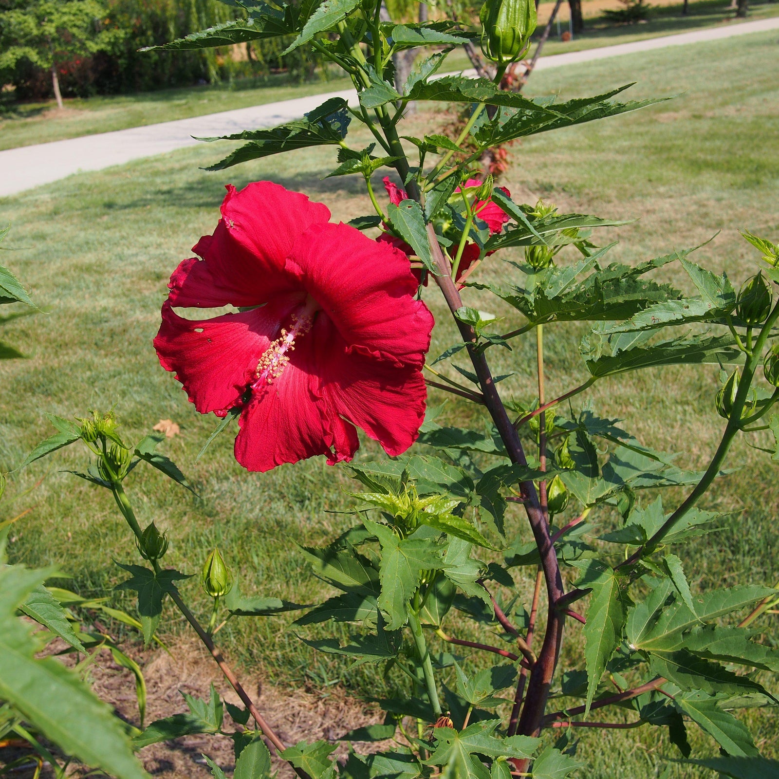Hibiscus 'Lord Baltimore' ~ Lord Baltimore Hibiscus-ServeScape