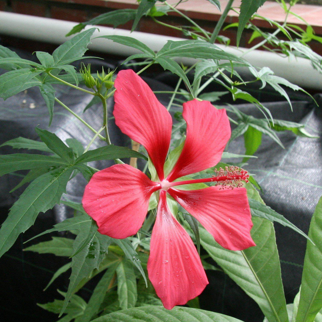 Hibiscus coccineus ~ Swamp Hibiscus, Scarlet Rosemallow