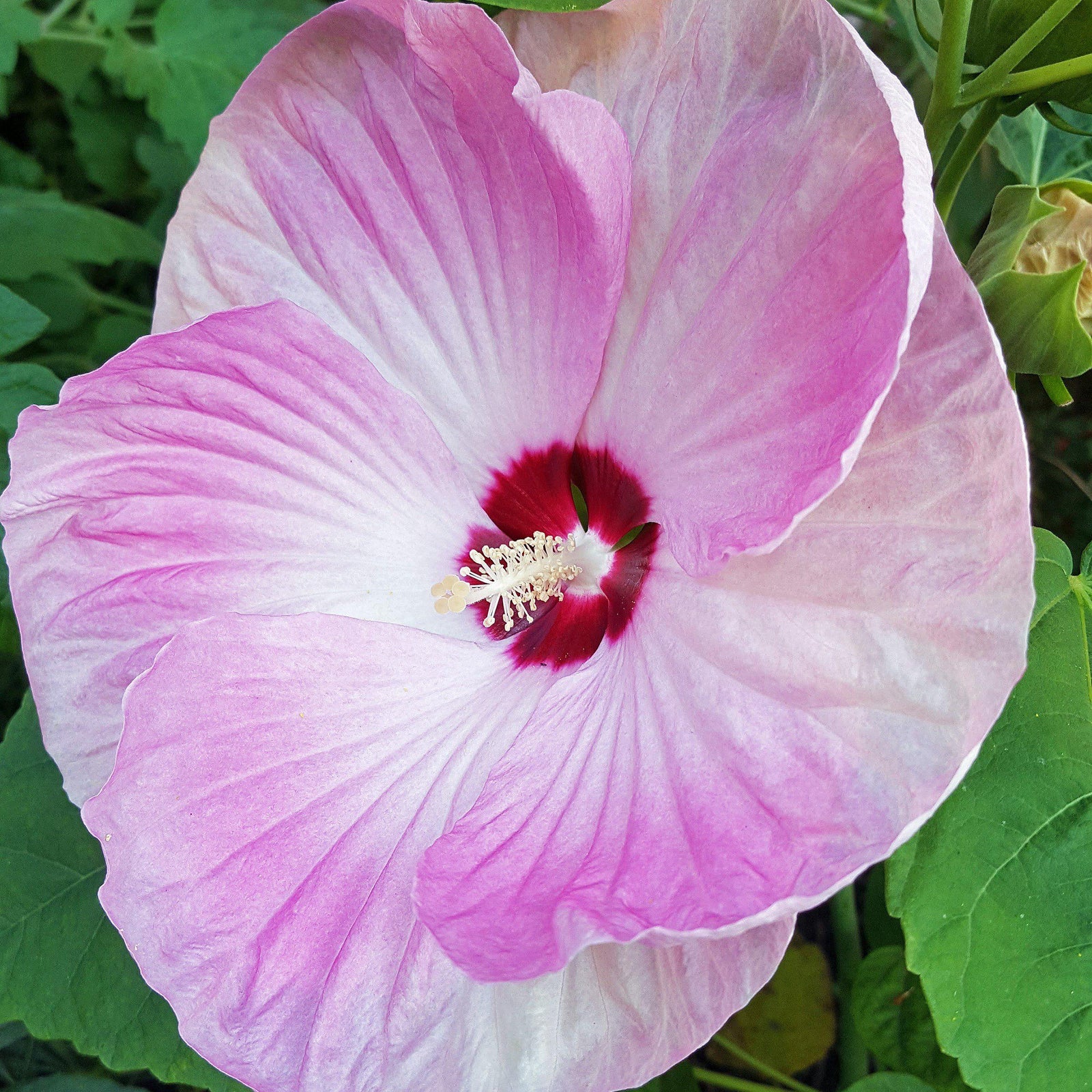Hibiscus moscheutos 'Luna Pink Swirl' ~ Luna™ Pink Swirl Hibiscus - Delivered By ServeScape