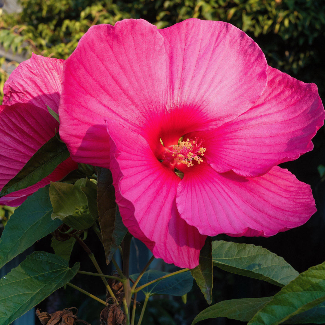 Hibiscus moscheutos 'Luna Rose' ~ Luna™  Rose Hibiscus - Delivered By ServeScape