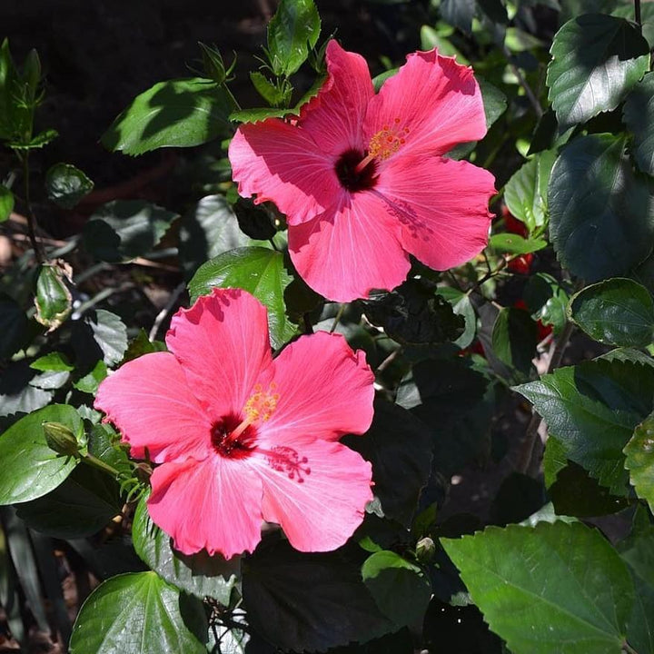 Hibiscus moscheutos 'Luna Rose' ~ Luna™  Rose Hibiscus - Delivered By ServeScape