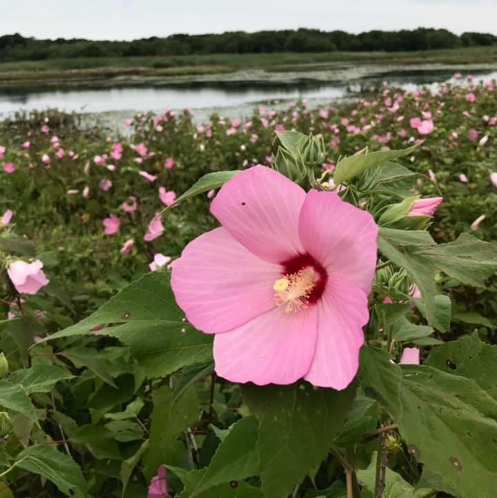 Hibiscus moscheutos ~ Rose Mallow-ServeScape