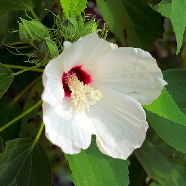 Hibiscus moscheutos ~ Rose Mallow-ServeScape