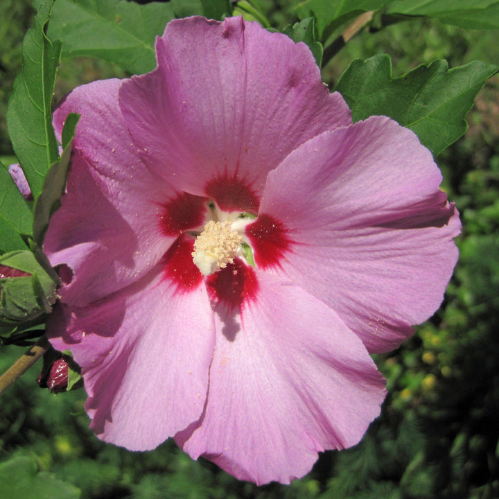 Hibiscus moscheutos ~ Rose Mallow-ServeScape