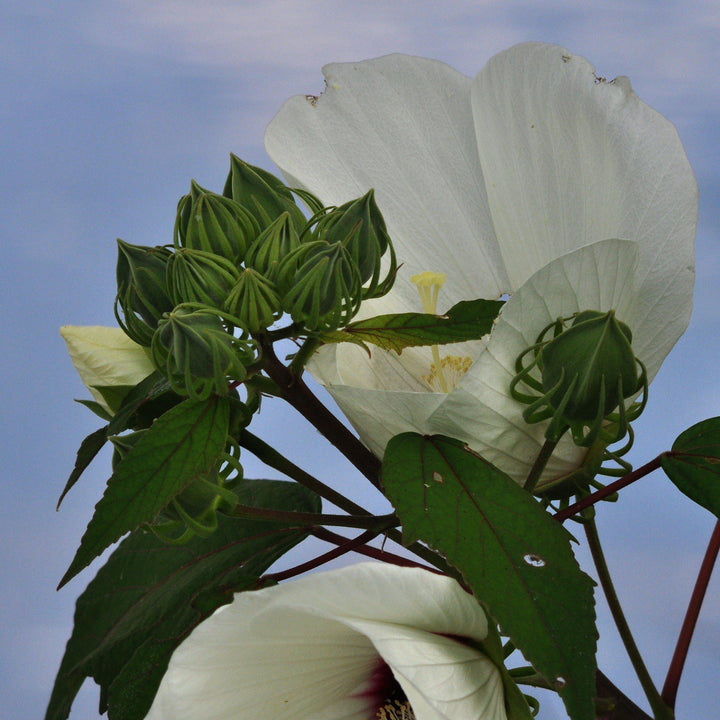 Hibiscus moscheutos ~ Rose Mallow-ServeScape