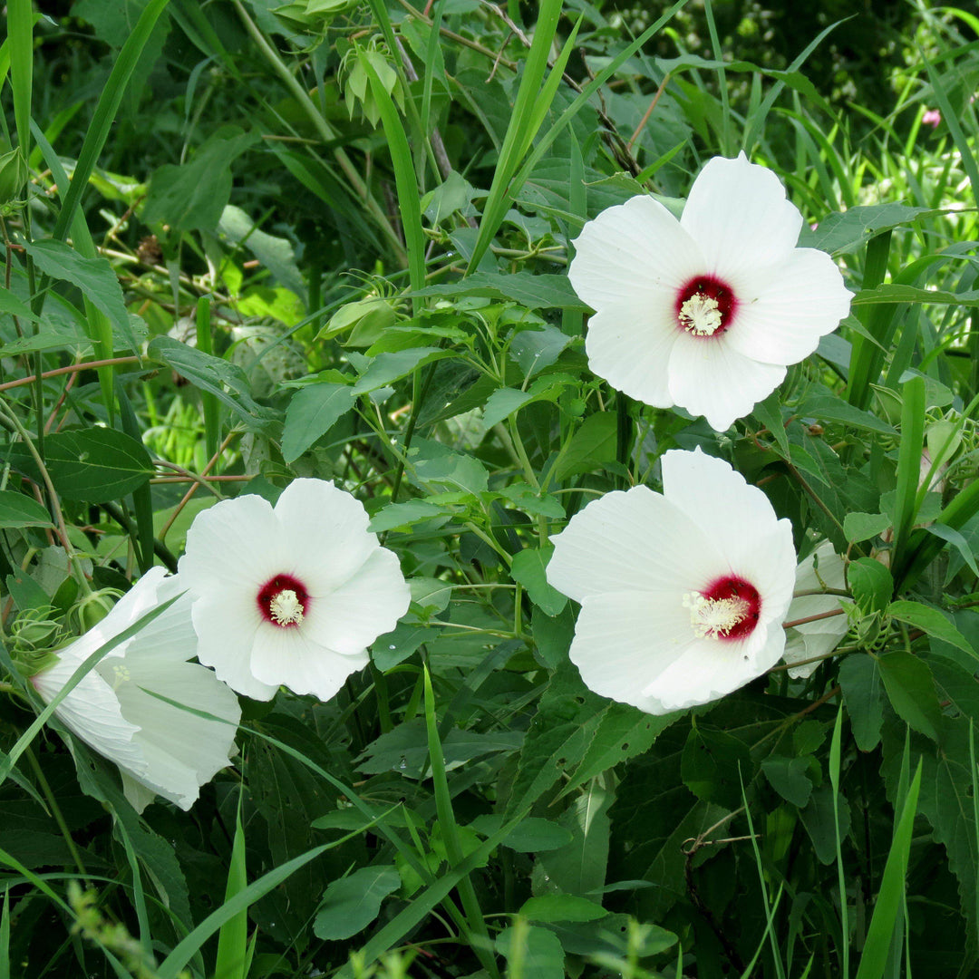 Hibiscus moscheutos ~ Rose Mallow-ServeScape