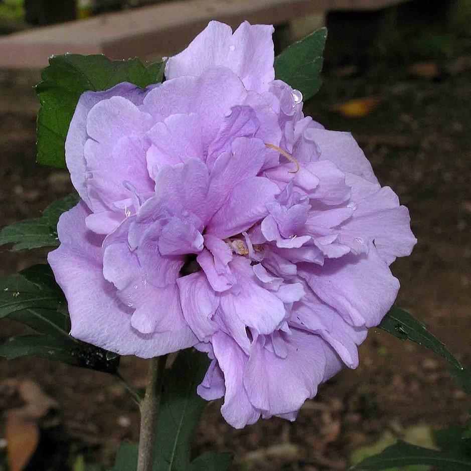 Hibiscus syriacus 'DS01BS' PP26,662 ~ Blueberry Smoothie™ Rose of Sharon - Delivered By ServeScape