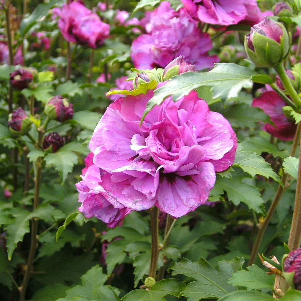 Hibiscus syriacus 'DS03RS' ~ Raspberry Smoothie™ Rose of Sharon - Delivered By ServeScape
