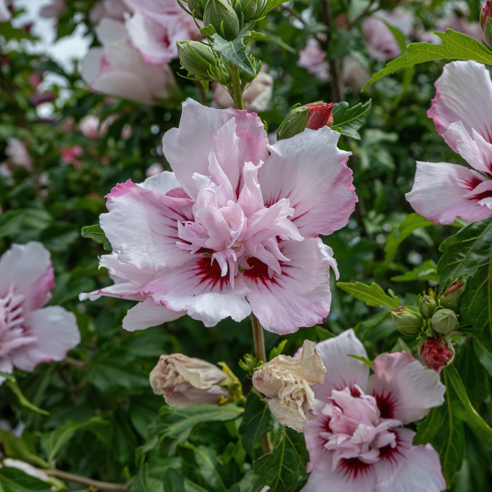 Hibiscus syriacus 'DS04PS' ~ Peppermint Smoothie ™ Rose of Sharon-ServeScape
