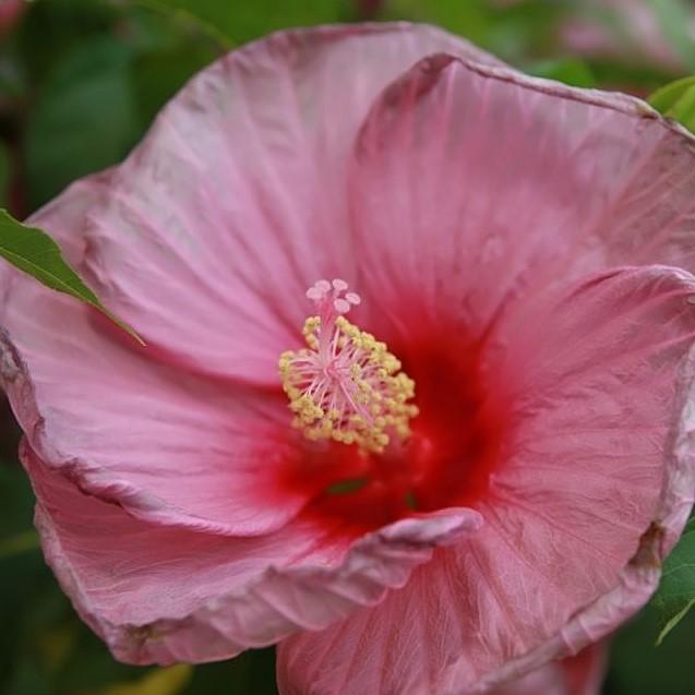 Hibiscus x 'Fantasia' ~ Fantasia Hibiscus - Delivered By ServeScape