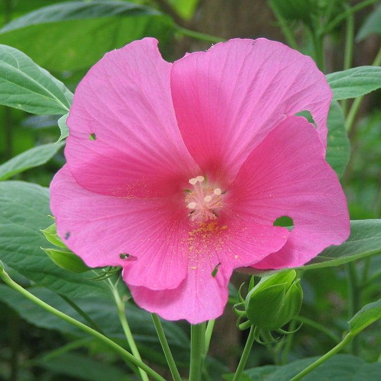 Hibiscus moscheutos ssp. palustris ~ Swamp Rosemallow-ServeScape