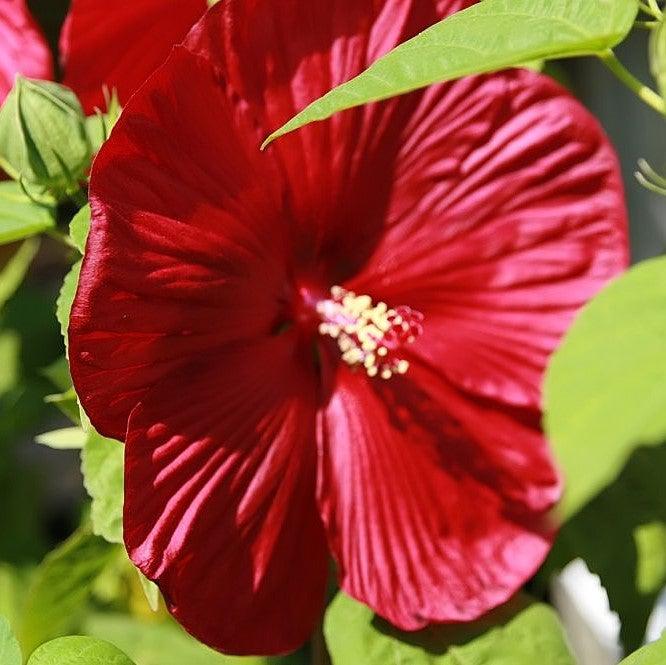 Hibiscus moscheutos 'Luna Red' ~ Luna™ Red Hibiscus-ServeScape
