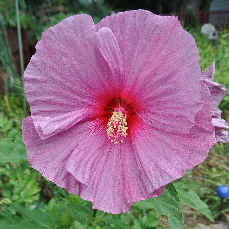 Hibiscus x 'Fantasia' ~ Fantasia Hibiscus-ServeScape