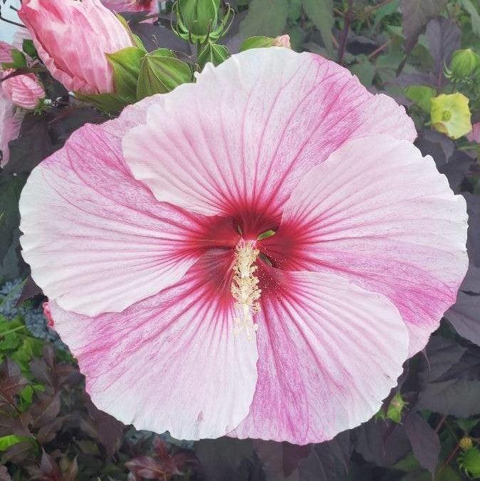 Hibiscus 'Starry Starry Night' ~ Starry Starry Night Hibiscus-ServeScape