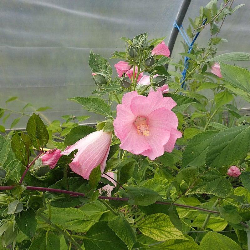 Hibiscus moscheutos ssp. palustris ~ Swamp Rosemallow-ServeScape