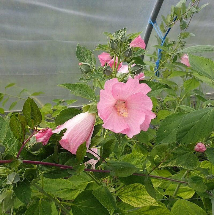 Hibiscus moscheutos ssp. palustris ~ Swamp Rosemallow-ServeScape