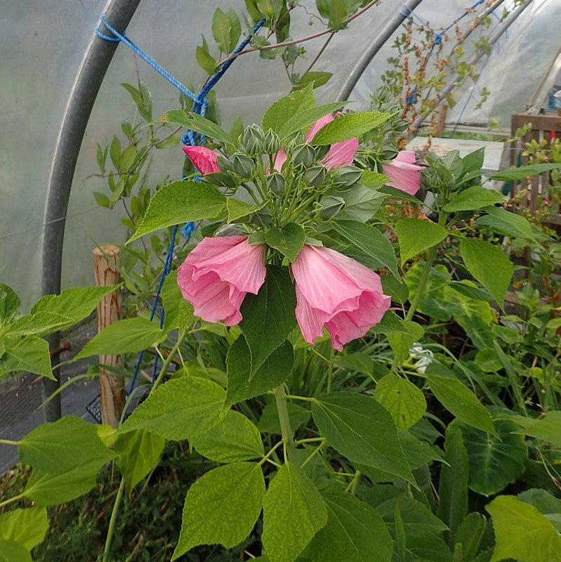 Hibiscus moscheutos ssp. palustris ~ Swamp Rosemallow-ServeScape