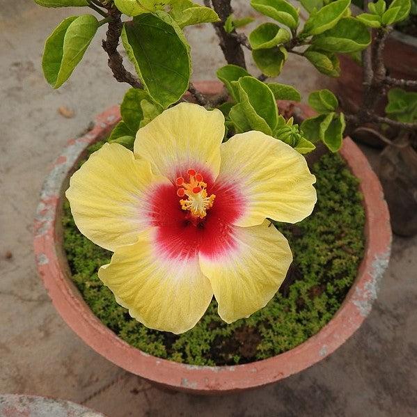 Hibiscus rosa-sinensis ~ Hibiscus Standard, Yellow-ServeScape