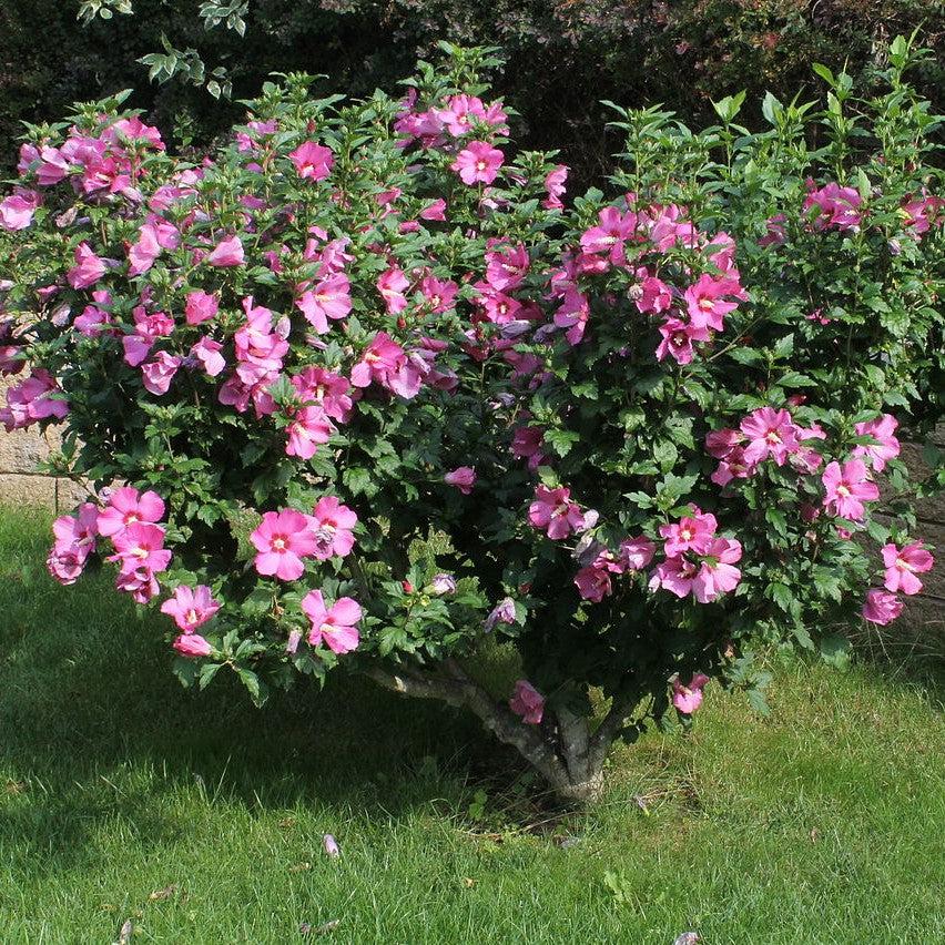 Hibiscus syriacus 'Aphrodite' ~ Aphrodite Rose of Sharon-ServeScape