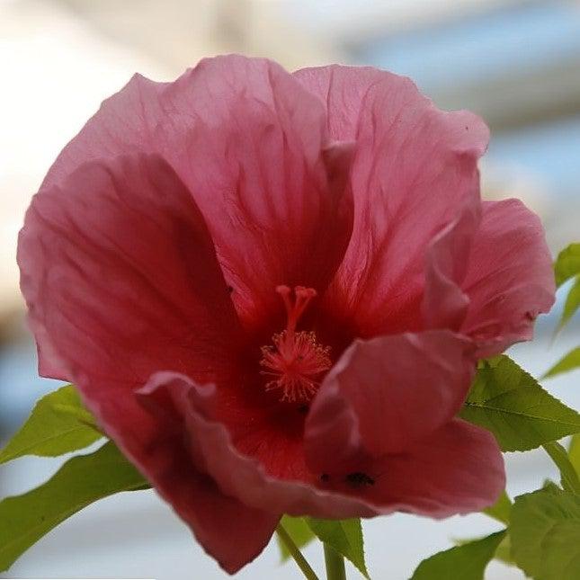 Hibiscus x 'Fantasia' ~ Fantasia Hibiscus-ServeScape