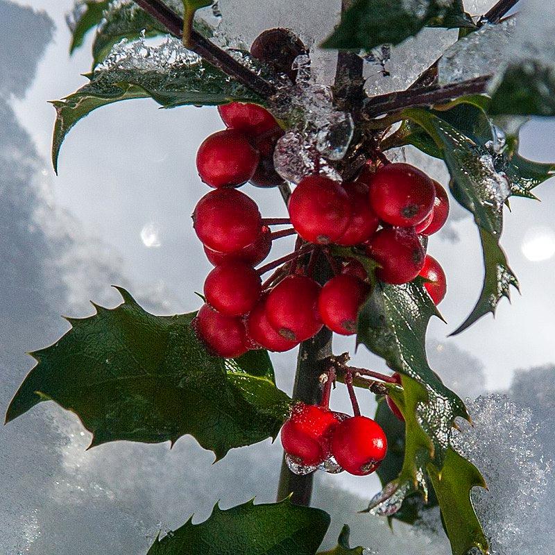 Ilex x 'Homefire' ~ Homefire Holly-ServeScape